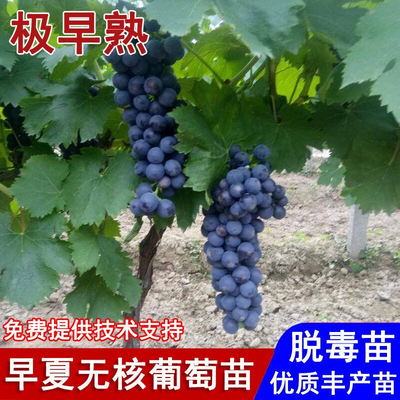 嫁接早夏无核葡萄苗早熟甜葡萄树苖盆栽庭院地栽南北方种当年结果