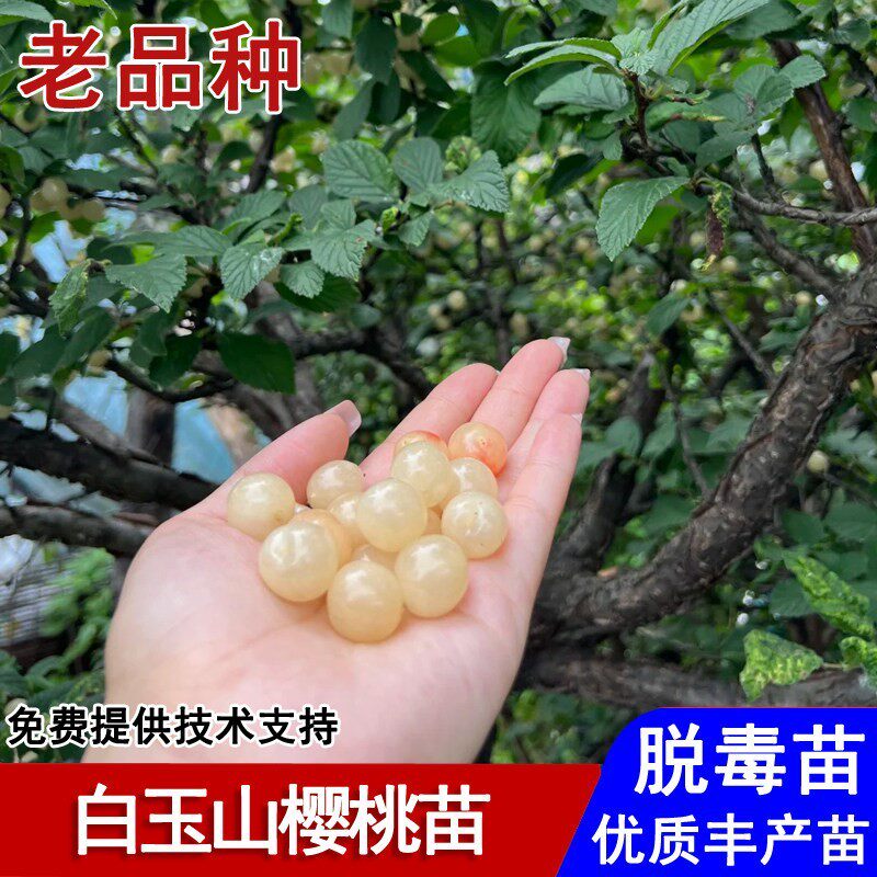 嫁接野生白樱桃苗耐寒白玉山樱桃树苗盆栽庭院南北方种植当年结果