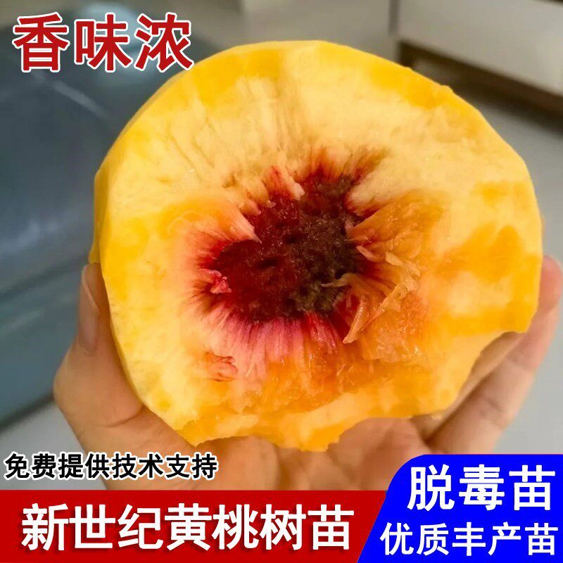 嫁接新世纪黄桃树苗晚熟脆甜黄桃苗9月成熟盆栽庭院种植当年结果