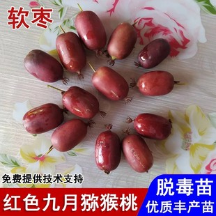 嫁接红色九月软枣猕猴桃苗红心奇异莓苗盆栽庭院地栽种植当年结果