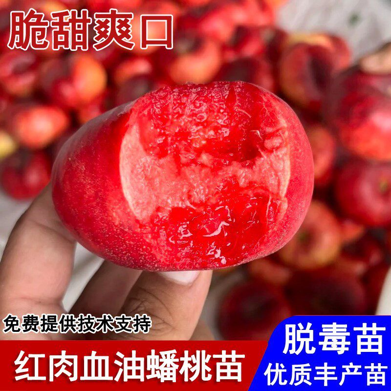 新品种红肉血油蟠桃树苗嫁接血蟠桃苗盆栽庭院地栽南北方当年结果