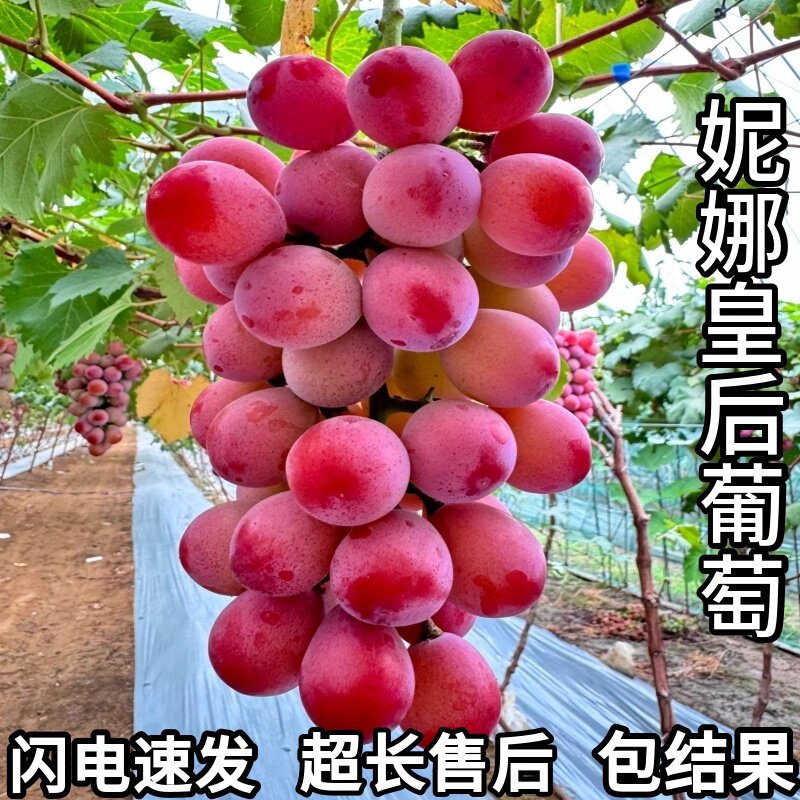 妮娜皇后葡萄苗盆栽嫁接苗南北方种植耐寒爬藤老桩葡萄树当年结果