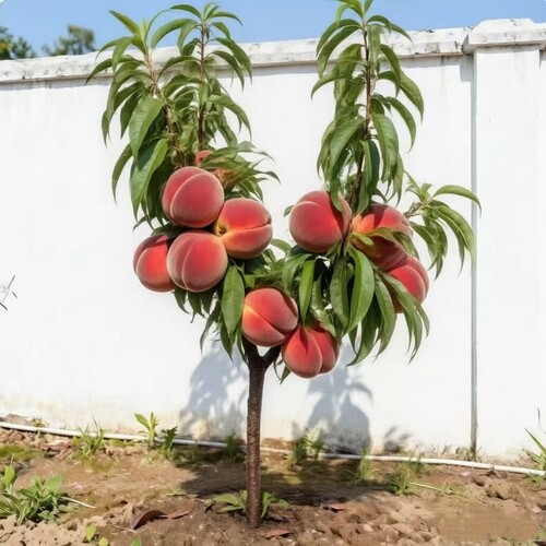 嫁接绿化九号水蜜桃树苗老品种9