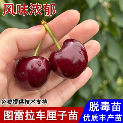 早熟短低温图雷拉大樱桃树苗南方