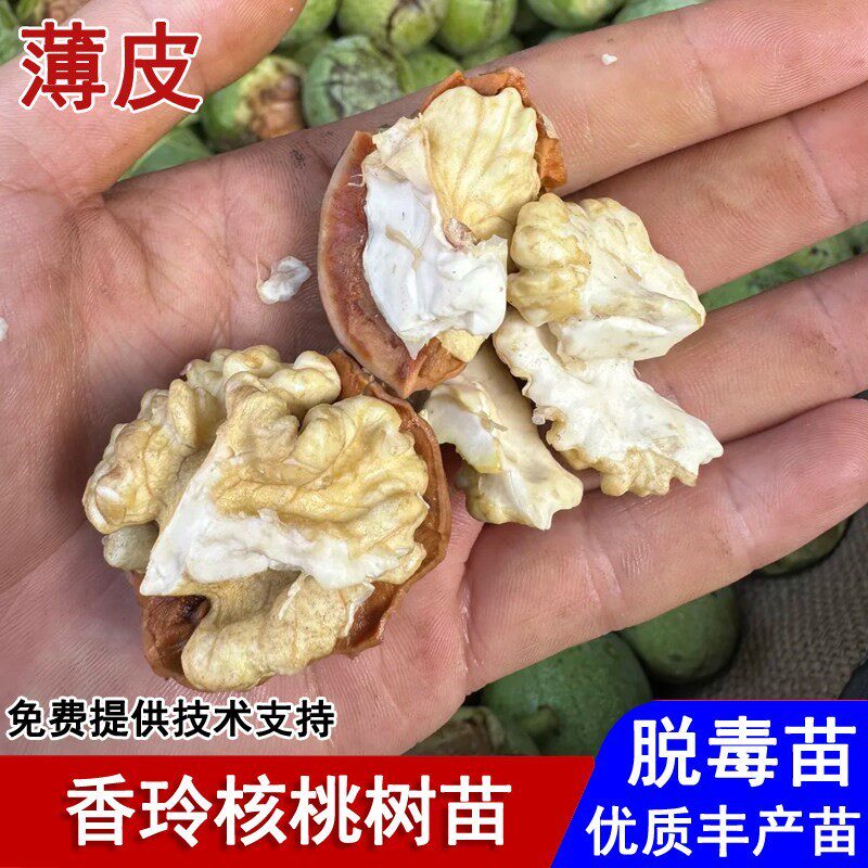 薄壳香玲核桃树苗纸皮清香薄皮核桃苗盆栽庭院南北方种植当年结果
