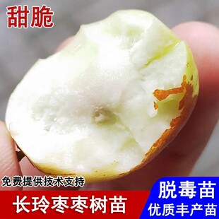 枣树活苗嫁接长玲枣树苗脆甜枣子苗盆栽庭院地栽南北方种当年结果