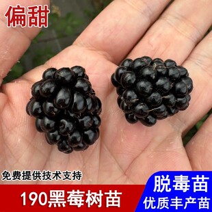 双季大果190黑莓树苗无刺爬藤黑树莓果苗盆栽庭院南北方当年结果