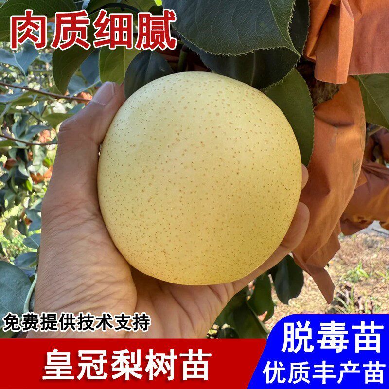 嫁接河北皇冠梨树果苗特大脆甜香梨水晶梨苗盆栽庭院种植当年结果