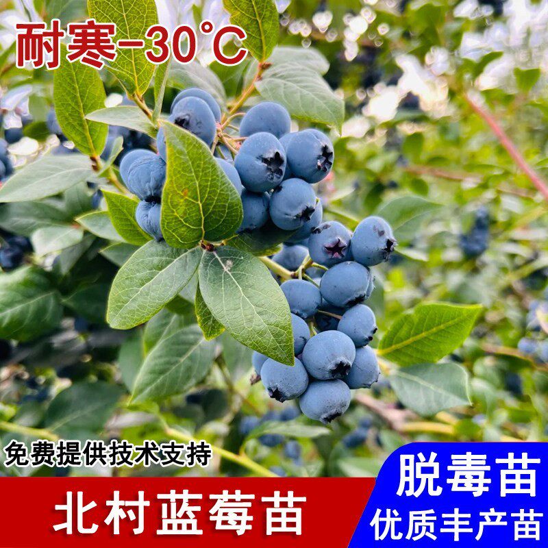 蓝莓树果苗半高丛北村蓝莓苗耐寒盆栽庭院地栽南北方种植当年结果