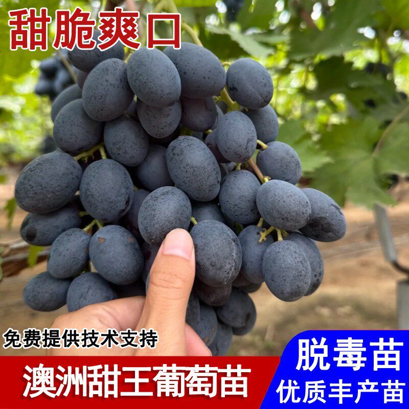 嫁接澳洲甜王葡萄苗新品种黑色脆地球大果黑提甜葡萄树苖当年结果