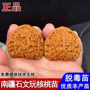 涿鹿南疆石文玩核桃树苗正三角凹底狮子头麻核桃苗南北方当年结果