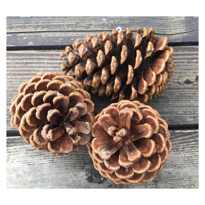 湿地松自然干大松果10-12cm圣诞节永生花diy松塔果实装饰品