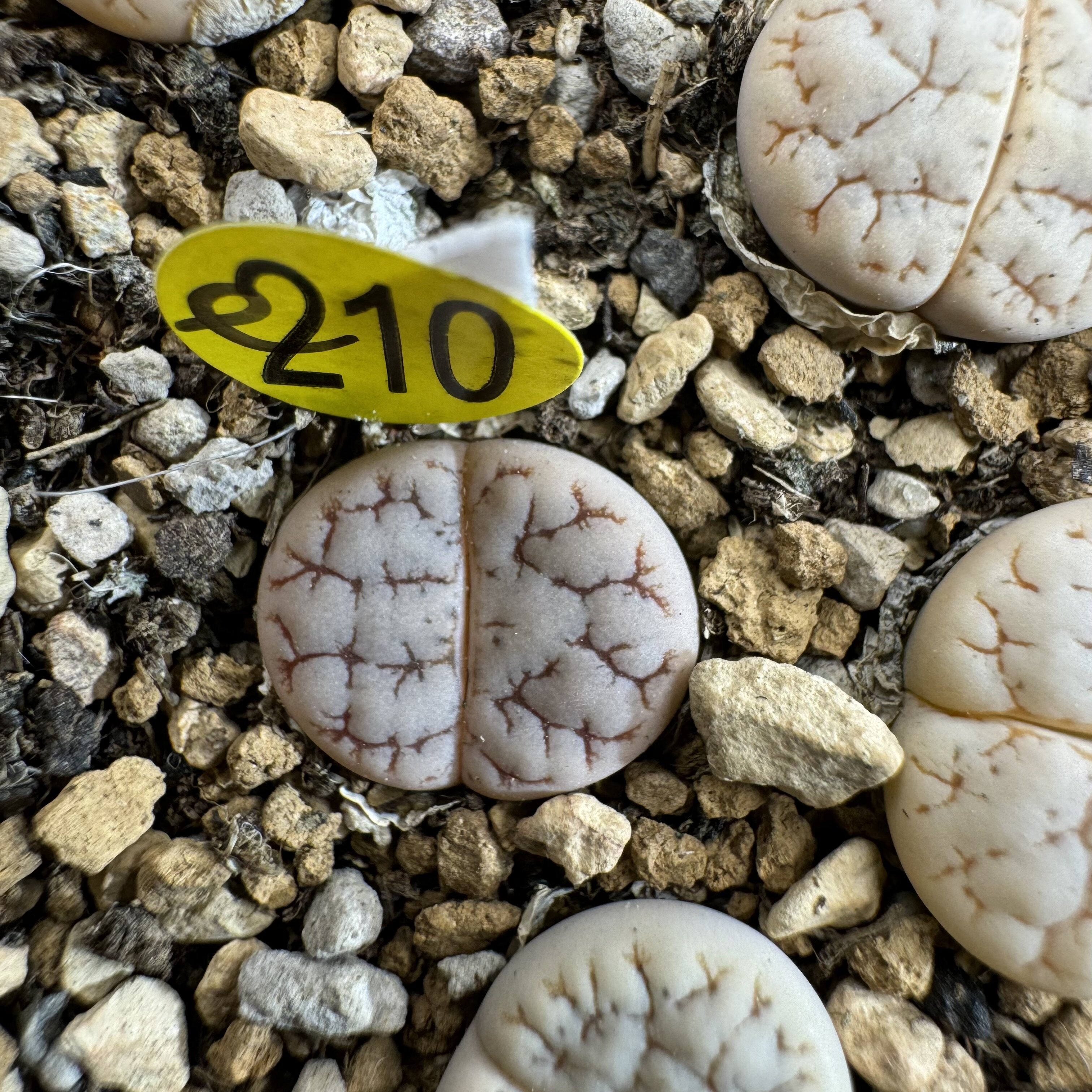 38包邮e210山脉拿铁荒玉生石花大小参考标签1厘米