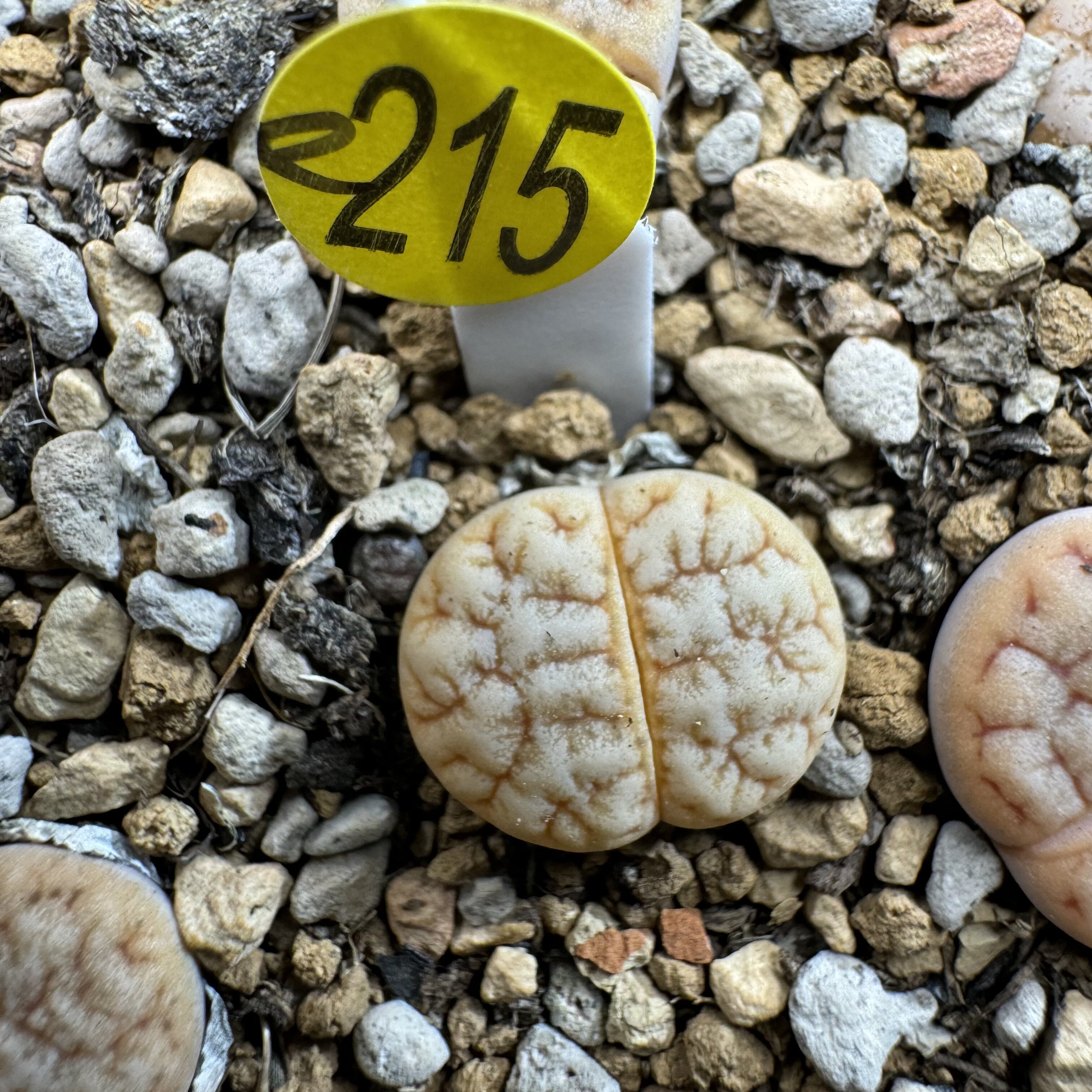 38包邮e215山脉拿铁荒玉生石花大小参考标签1厘米