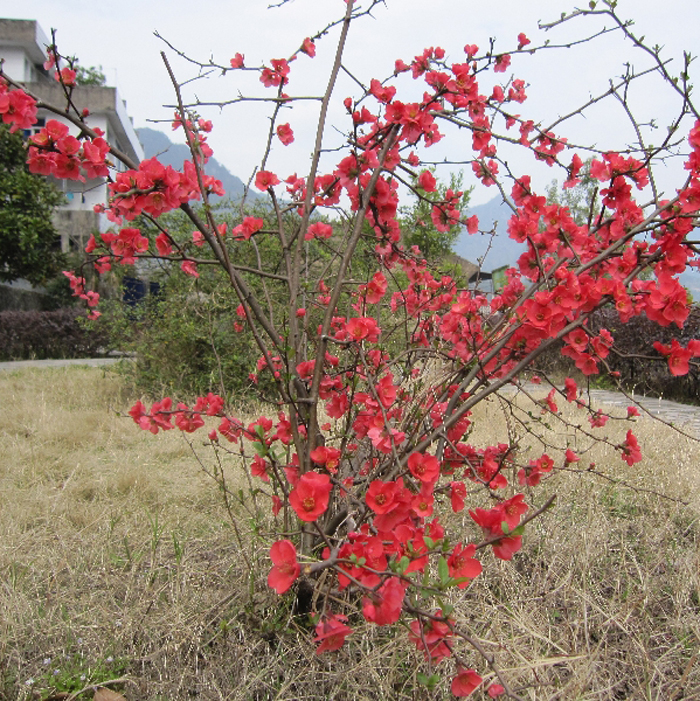 庭院物日本海棠花大红花海棠贴梗海棠花铁杆海棠