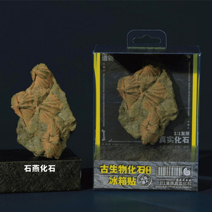 古生物自然博物馆文创冰箱贴石燕化石立体磁贴创意个性特色纪念品