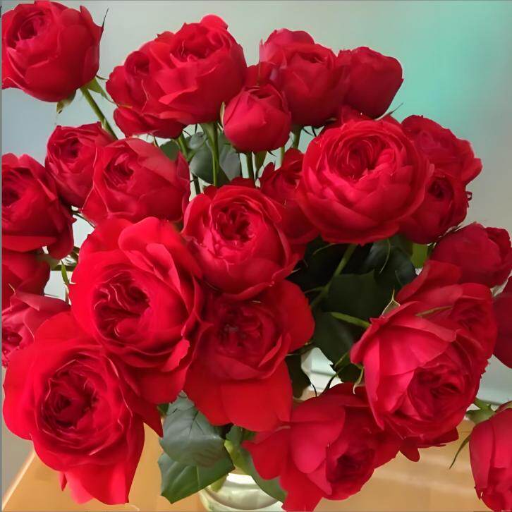 红苹果月季大型爬藤欧月 四季开花耐热耐寒