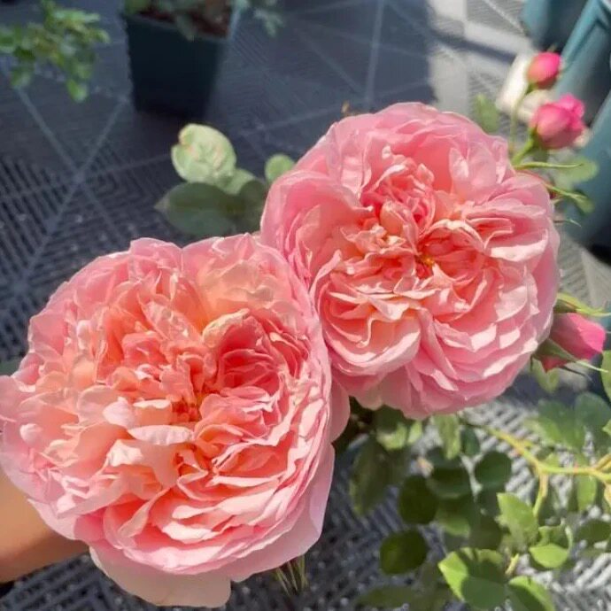 城堡的女人 大花欧月 浓香爬藤月季四季开花