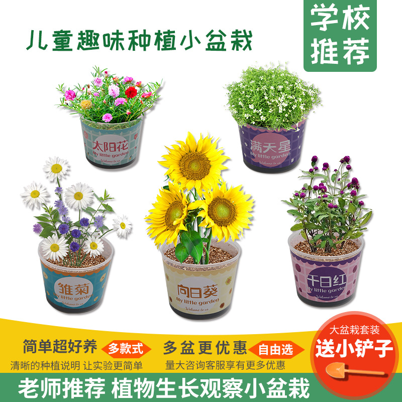 小学生儿童种植小盆栽手工diy科学实验玩具幼儿种子发芽植物观察 玩具/童车/益智/积木/模型 科学实验 原图主图