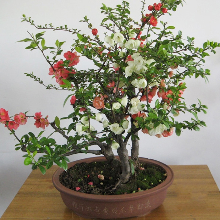 海棠花盆栽树苗盆景重瓣老桩庭院绿植物室内四季花卉花好养包邮