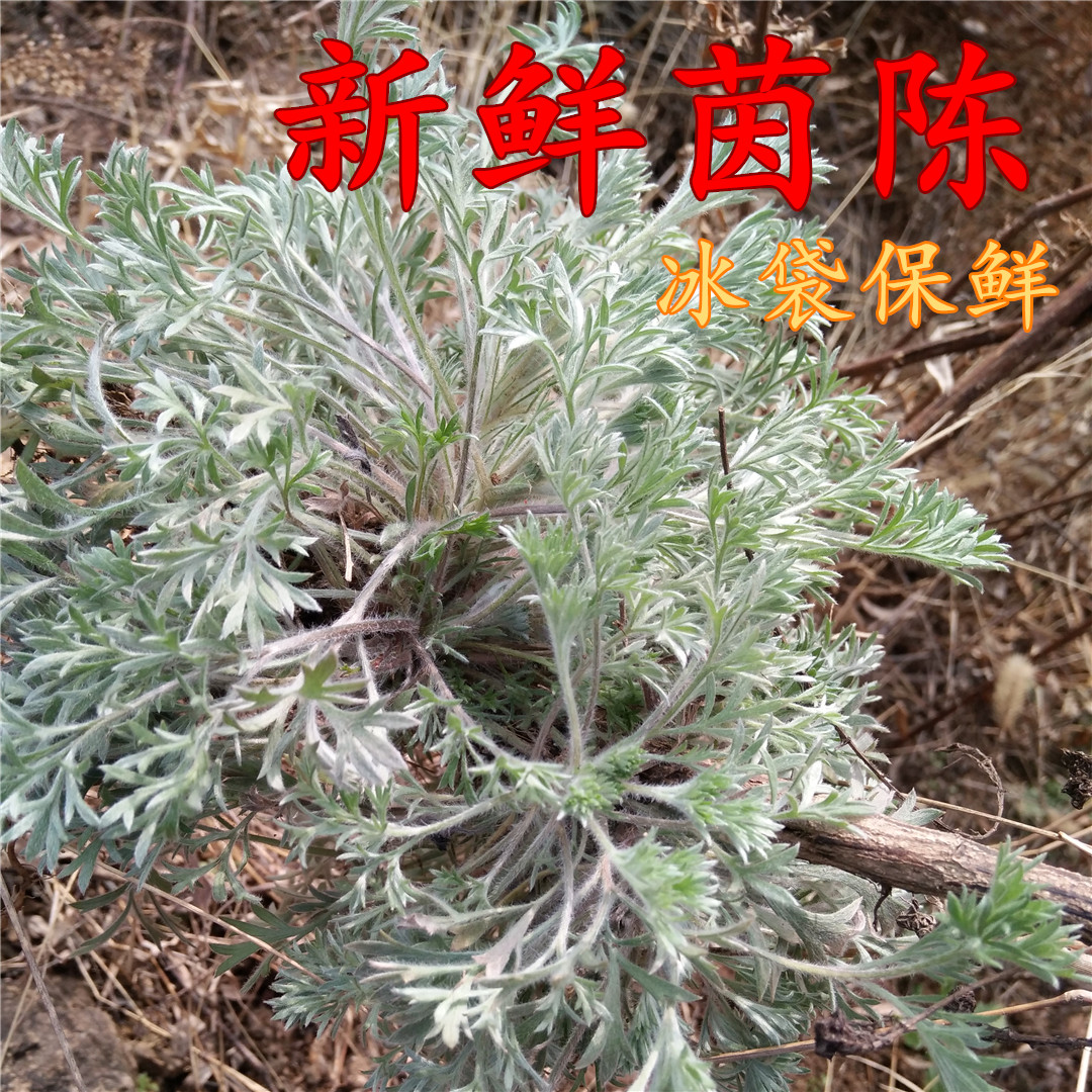 新鲜茵陈 干茵陈 白蒿 绵茵陈 现挖现发3月茵陈 包邮