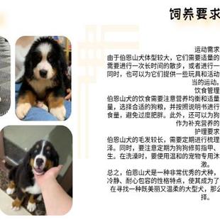 大型犬纯种伯恩山护卫犬双血统幼犬包健康霸气护主健康保证