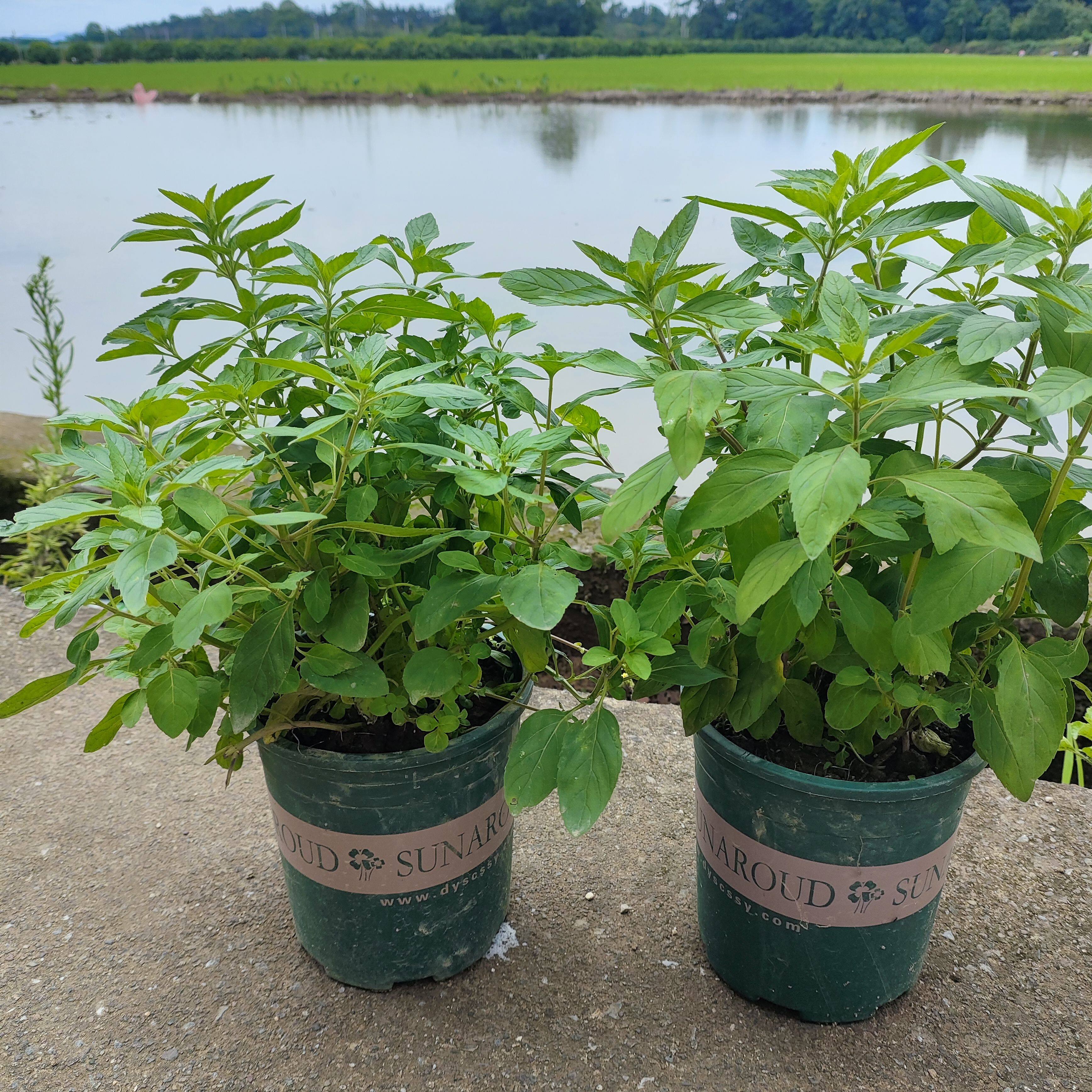 食用清凉土薄荷苗盆栽薄荷种苗大叶薄荷带盆野外薄荷树苗驱蚊广西