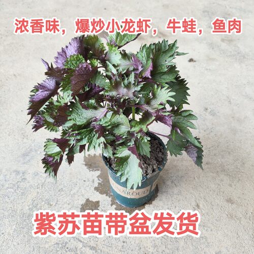 紫苏苗紫苏盆栽小龙虾香料牛蛙调料紫苏叶苗阳台绿植鸡冠紫苏种苗