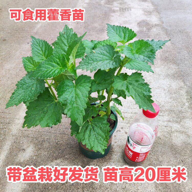 藿香苗带盆薄荷味藿香种苗清凉中药茴香藿香树苗阳台盆栽庭院绿植