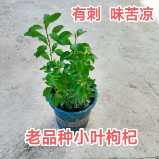 小叶枸杞苗枸杞盆栽树苗老品种枸杞种子带盆枸杞种苗可食用枸杞叶
