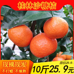 桂林沙糖桔广西新鲜现摘正宗沙糖桔农家小橘子纯甜多汁皮薄砂糖橘
