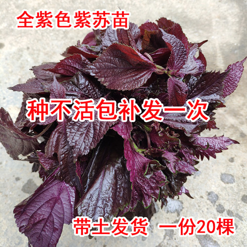 大叶树苗价格 大叶树苗图片 星期三