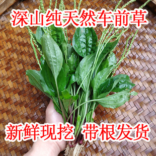 新鲜车前草整棵深山野外车钱草泡水车茶草干泡茶中药清热排酸500g
