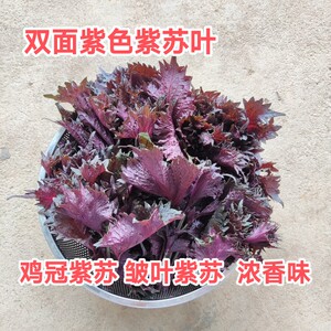 鸡冠紫苏叶现摘双面紫色皱叶食用鱼虾蟹龙虾田螺蛳提香去腥中药材