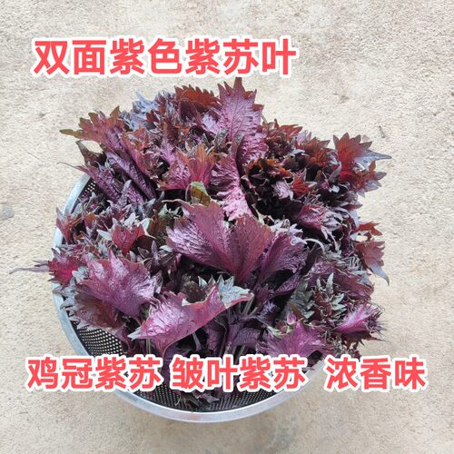 可食用紫苏叶新鲜鸡冠烤肉去腥