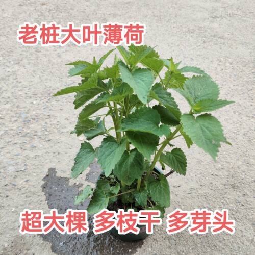 老桩大叶薄荷盆栽老苗薄荷带盆食用薄荷泡茶种苗驱蚊清凉薄荷秧子