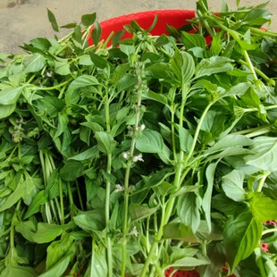 全州海椒闻香海角茴香新鲜紫苏茴香灌阳五香桂林香草广西香料佐料