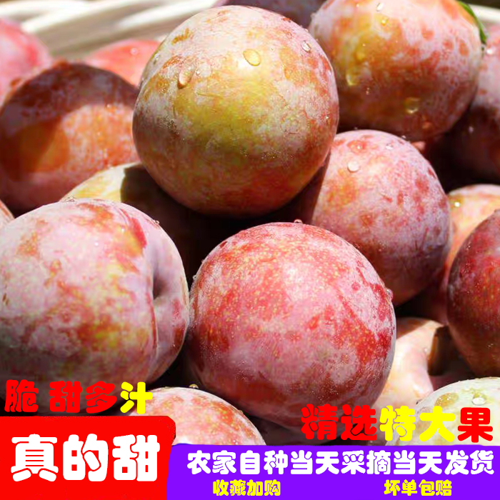 现摘脆甜孕妇红心桃形李整箱包邮
