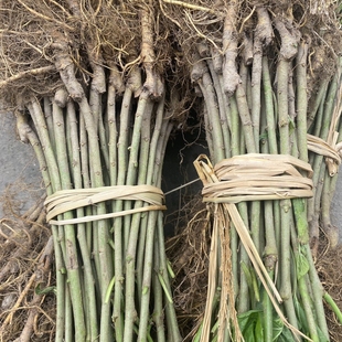 浙江批发嫁接大叶桑树苗农桑14号丰产良桑 养蚕桑苗 强桑一号苗圃