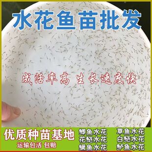 水花鱼苗批发水花鱼苗水花鱼鱼苗水花鲫鱼草鱼花鲢鲈鱼鳜鱼水花苗