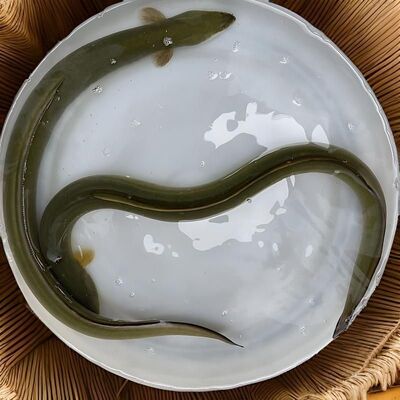 鱼苗【鲜活】塘鳗养殖白鳝