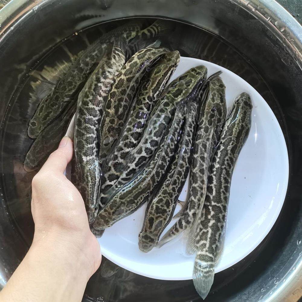 【店铺热销】活体乌生鱼直降首单财鱼野生鱼苗鱼苗鱼苗(黑鱼观赏