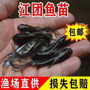 叉尾鮰鱼苗叉尾鱼苗钳鱼苗回鱼苗清江芝麻剑鱼苗活体淡水养殖食用