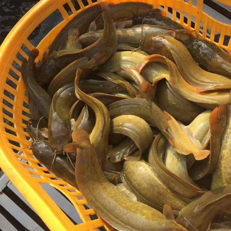 广西塘角鱼苗三黄塘鲺鱼苗胡子鲶鱼苗土塘鲺鱼苗本地塘鲺鱼苗