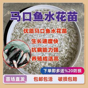 水花鱼溪流鱼苗桃花鱼鱼冷水水花水花鱼原生马口马口鱼苗水花