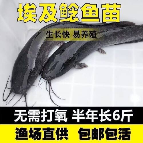 大型胡子快虱苗塘革鱼鲶埃
