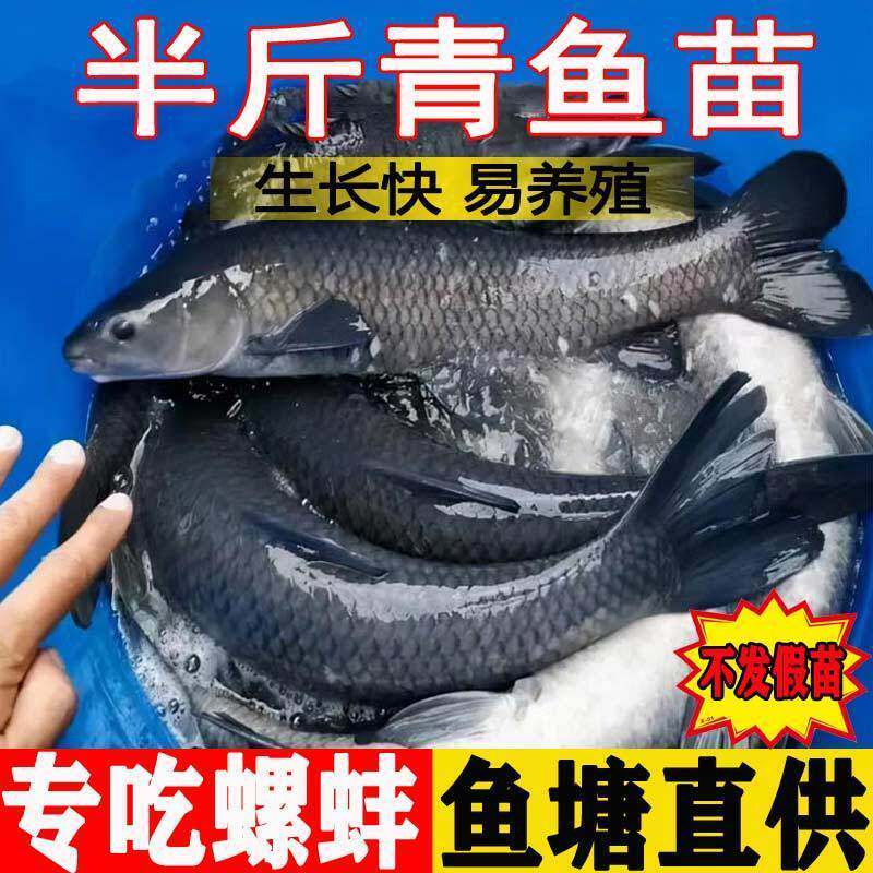 螺蛳青鱼苗特大型黑鲩草鱼苗乌鳍大青鱼好养耐活半斤螺丝青鱼鱼苗