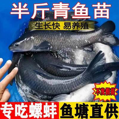 螺蛳青鱼苗特大型黑鲩草乌