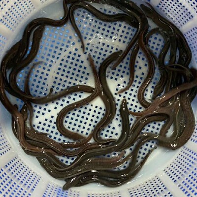 鱼苗鳗鲡河美洲白养殖淡水