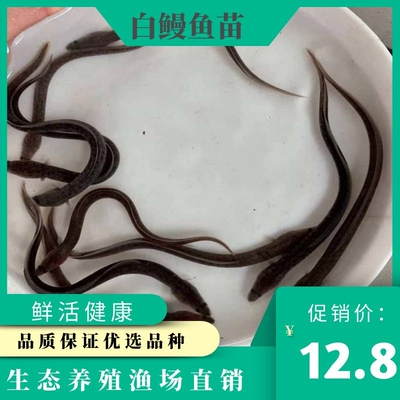 优选白鳝花鳗淡水活体包邮鱼苗